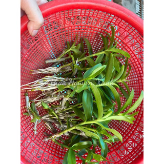Kie Phi Điệp Chớp Mỹ - Chuẩn Mặt Hoa