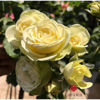 Hoa hồng bụi Creamy Eden Rose