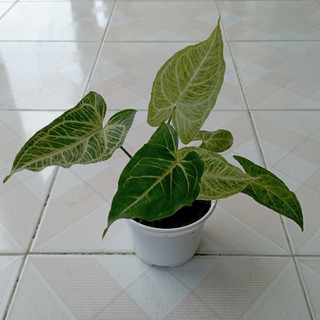 Cây Trầu Bà Batik - Syngonium Batik cao 15cm trồng chậu nhựa nhỏ