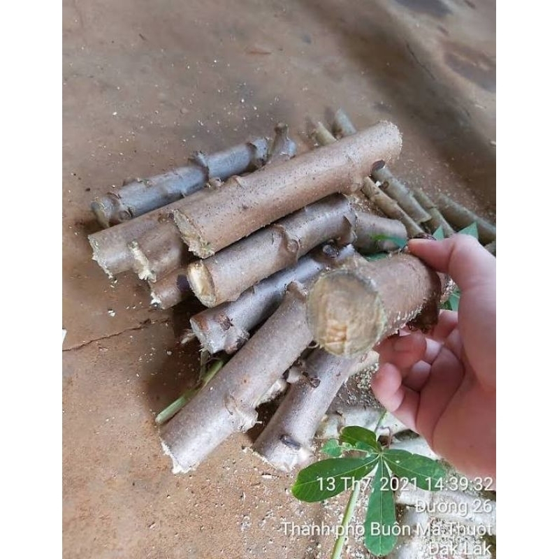 5 khúc khoai mì giốn cócơm vàng dẻo