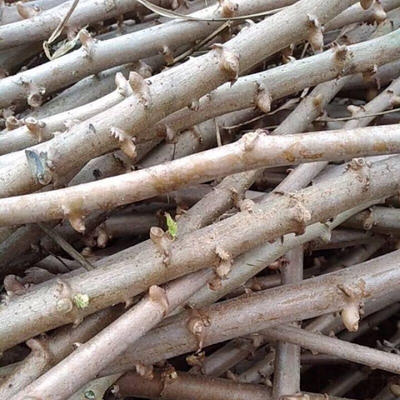 5 khúc khoai mì giốn cócơm vàng dẻo