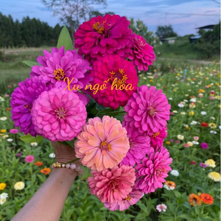 Hạt giống cúc lá nhám