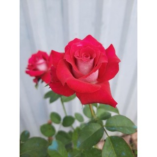 Phân Bón Đầu Trâu NPK 20 20 15 TE (1kg)