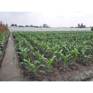 Phân Bón Đầu Trâu NPK 20 20 15 TE (1kg)