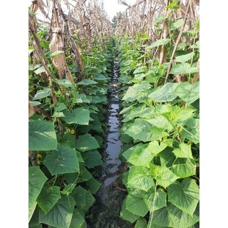 Phân Bón Đầu Trâu NPK 20 20 15 TE (1kg)