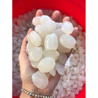 1 kg hạt đác tươi chưa chế biến size trung