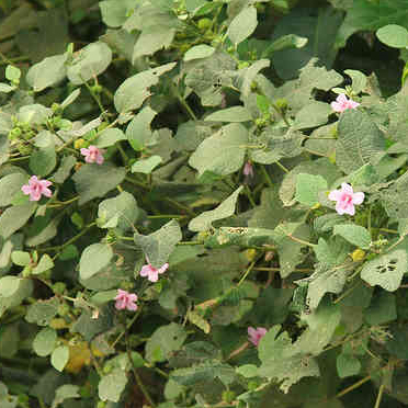 1Kg Cây ké hoa đào nhà làm phơi tay sạch sẽ, thơm