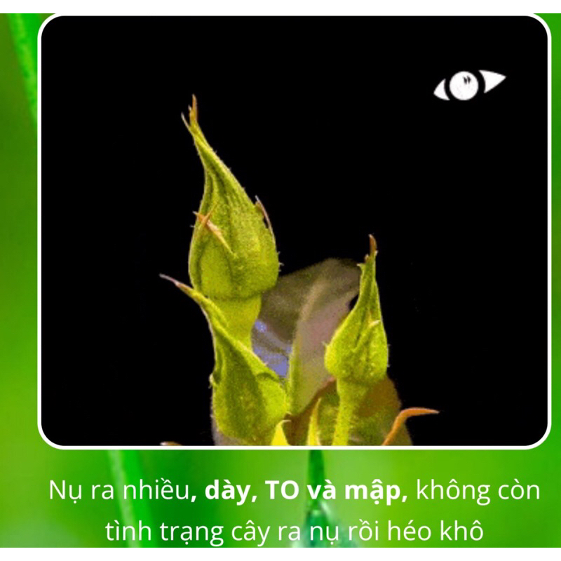 Combo 5 gói phân bón MAGIE NITRATE Béo Mập - Đẹp Như Mơ