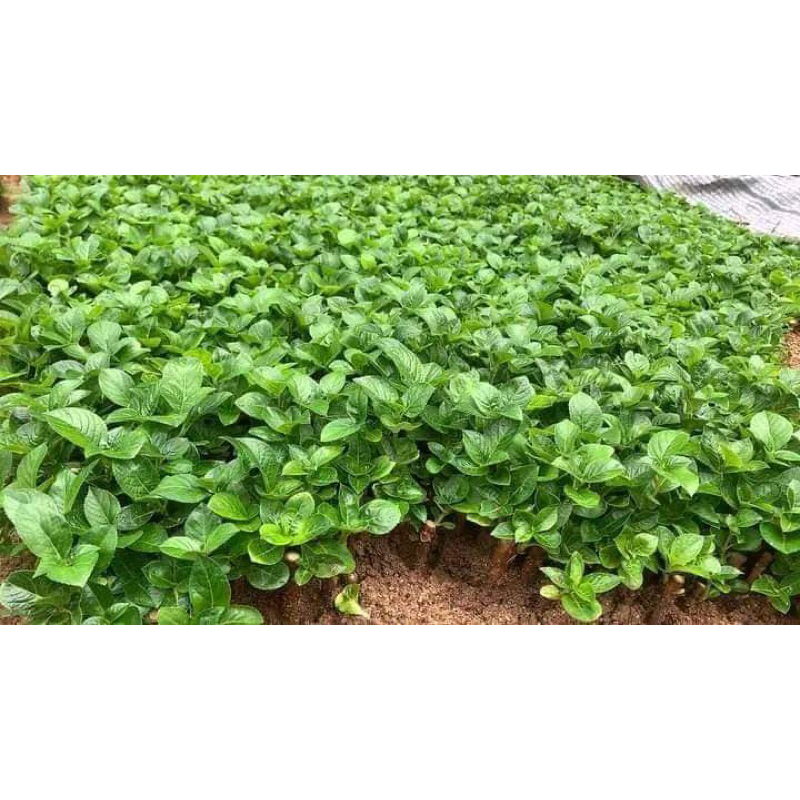 Combo 5 gói phân bón MAGIE NITRATE Béo Mập - Đẹp Như Mơ