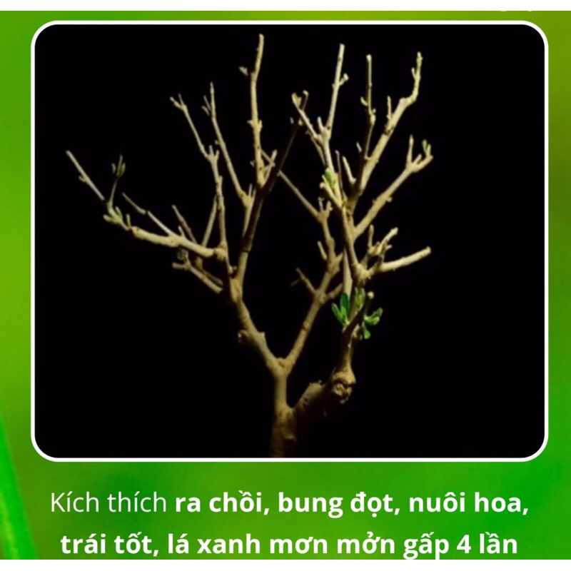 Combo 5 gói phân bón MAGIE NITRATE Béo Mập - Đẹp Như Mơ