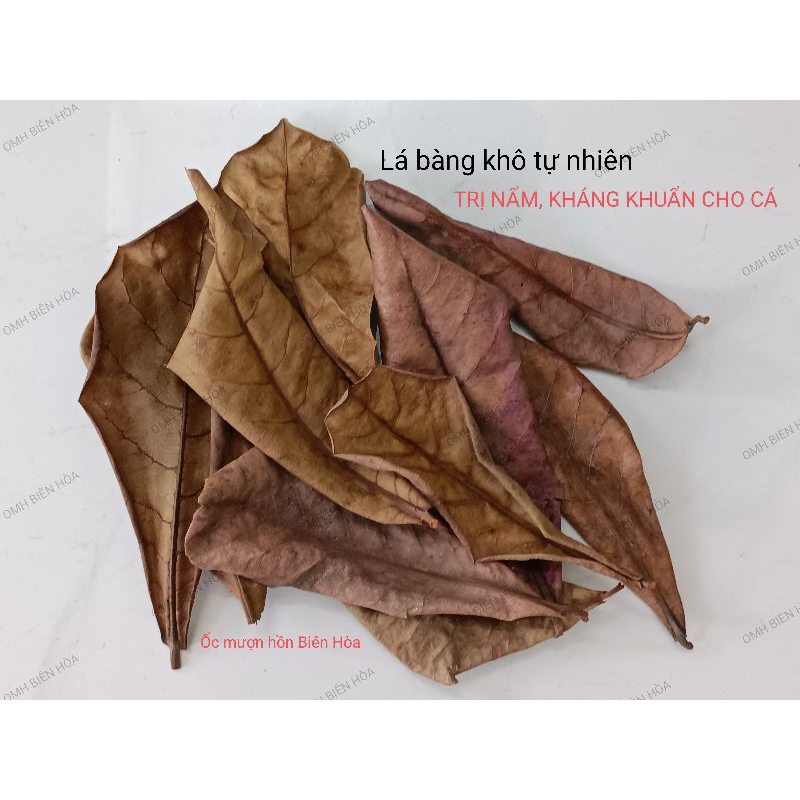 Lá bàng khô tự nhiên. OMH BIÊN HÒA