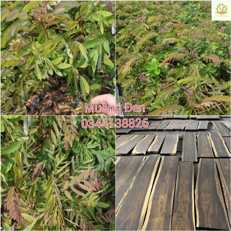 Cây Giống gỗ Muồng Đen(mua 10 tặng 1)