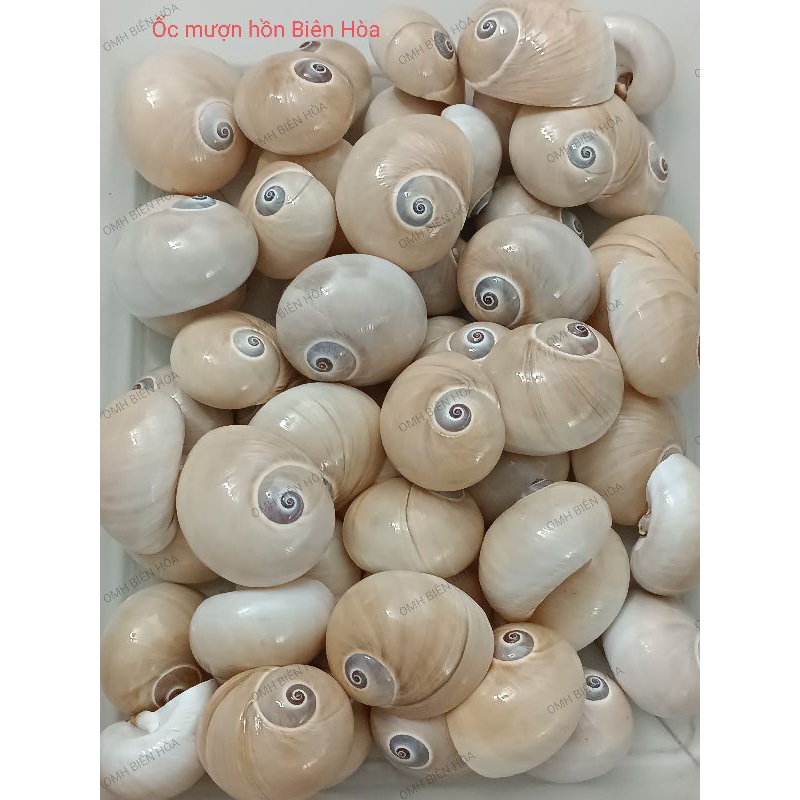Vỏ ốc biển làm bóng siêu xinh.OMH Biên Hòa