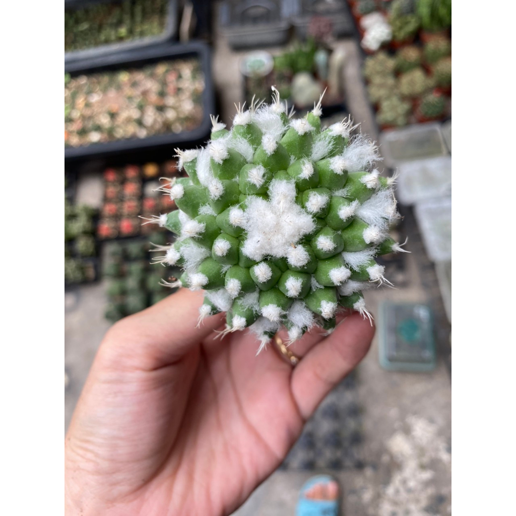 Xương rồng Mami sầu riêng không gai 6-7cm.Hàng gieo hạt . Ảnh thật tại vướn.Ship cây ngẫu nhiên.