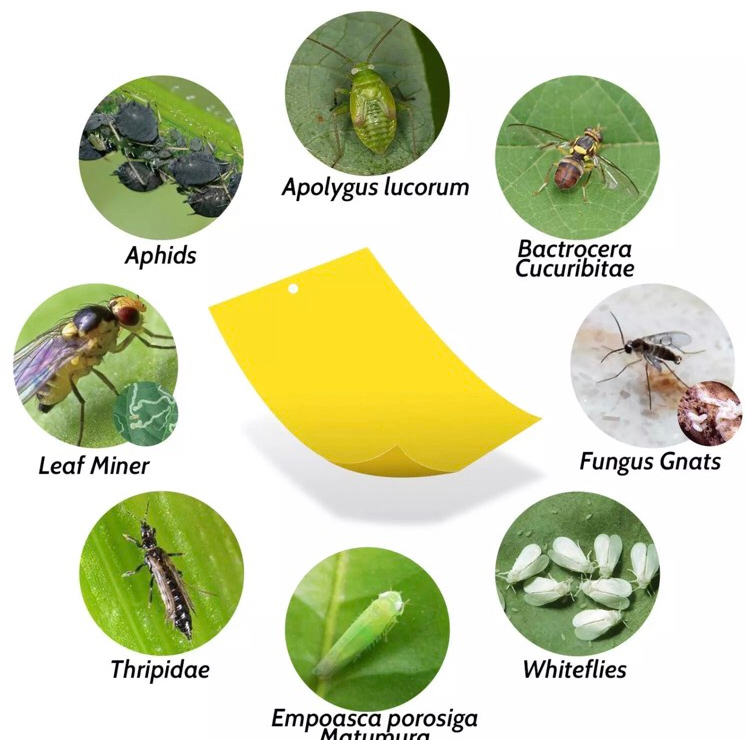 Cuộn bẫy dính côn trùng