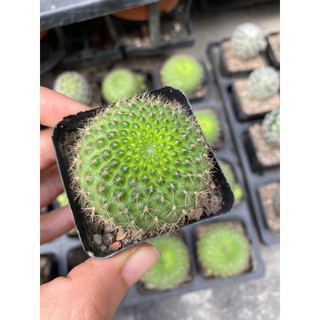 Xương rồng Rebutia xanh, Ảnh thật tại vườn