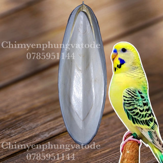 1 miếng nan mực-mai mực mini size nhỏ bổ sung Canxi cho Vẹt, Sóc, Hamster....