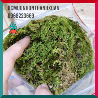 Rêu rừng khô lót nền cho ốc mượn hồn xanh mướt
