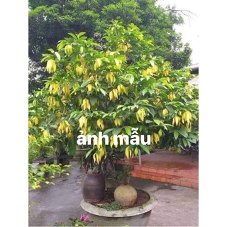 Cây hoàng lan có hoa rất là thơm