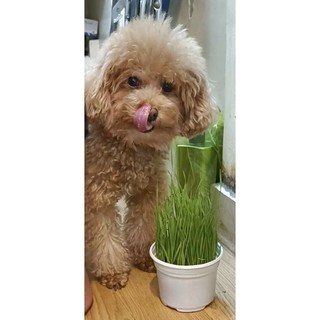 Cỏ tươi cho chó mèo , Combo hạt giống cỏ mèo và đất trồng