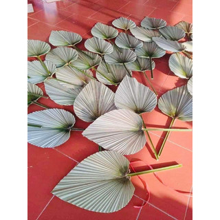 Lá cọ khô chuyên dùng trang trí decor