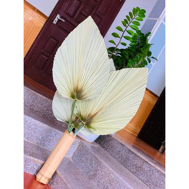 Lá cọ khô  chuyên dùng trang trí decor