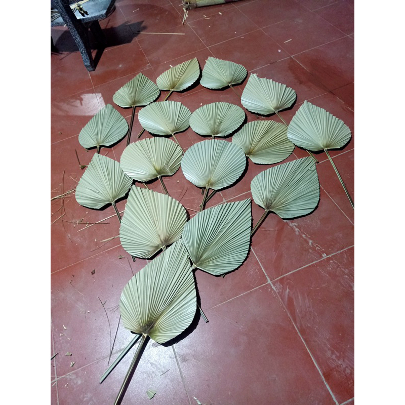 Lá cọ khô  chuyên dùng trang trí decor