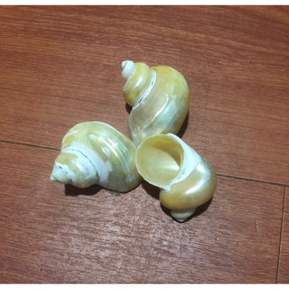 [M/L] VỎ ỐC XÀ CỪ MÀI BÓNG - VỎ ỐC MƯỢN HỒN ĐẸP - GIÁ RẺ - VỎ ỐC BIỂN