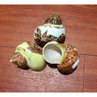 HARMIT CRAB INDO GIÁ RẺ - VỎ ỐC MƯỢN HỒN GIÁ RẺ