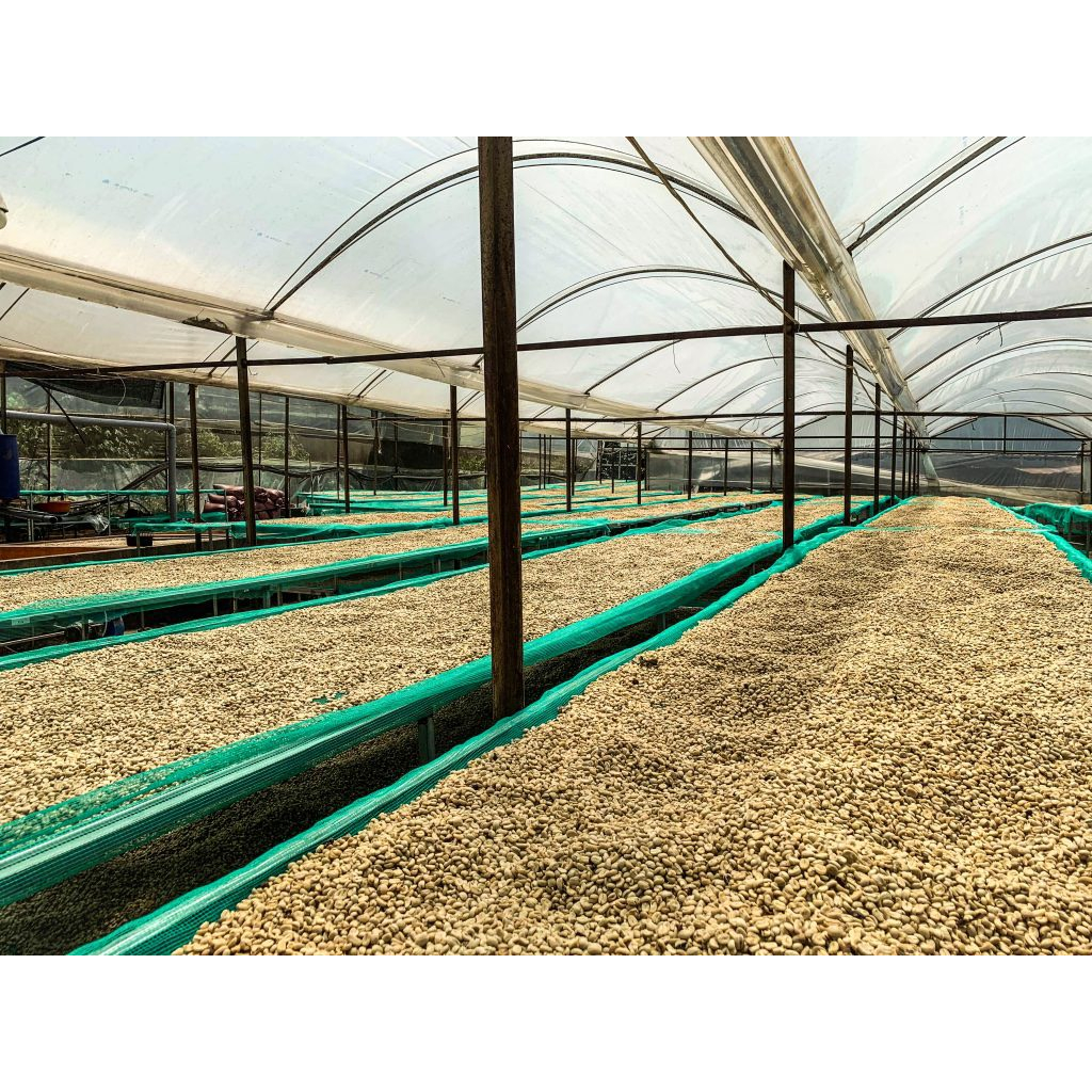 Cà phê pha phin Blend Fine Robusta & Specialty Arabica nguyên chất rang mộc 100% vị đắng đầm hậu ngọt, chua thanh thơm