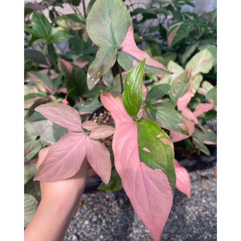 Cây Trầu Bà hồng xinh đẹp