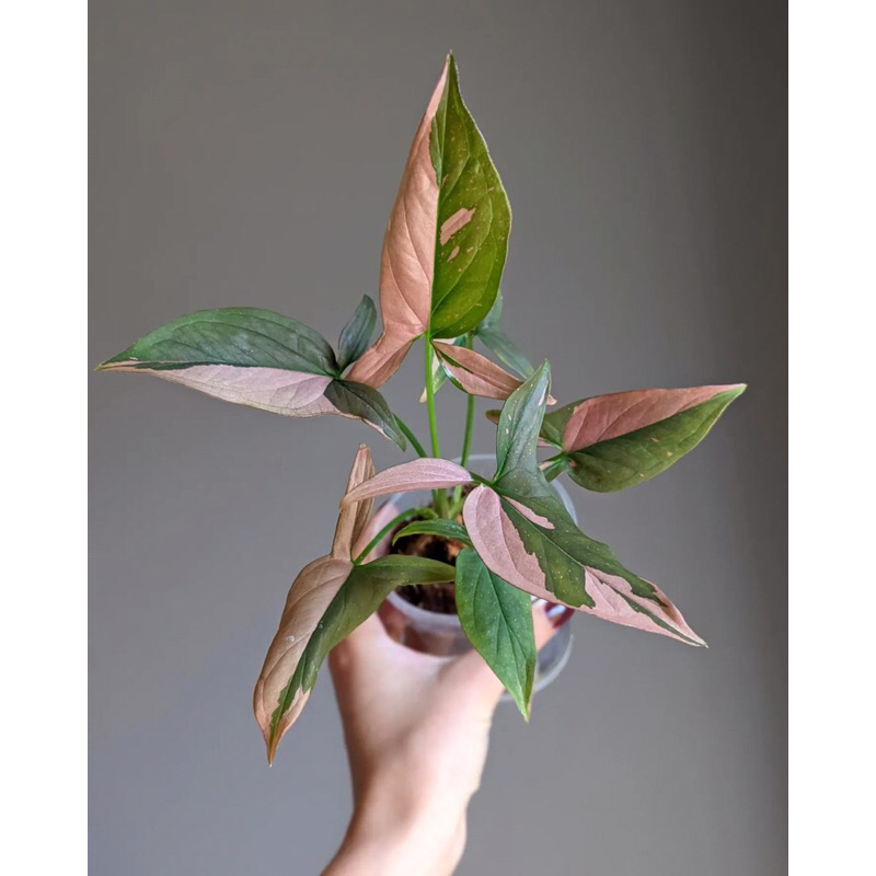 Cây Trầu Bà hồng xinh đẹp