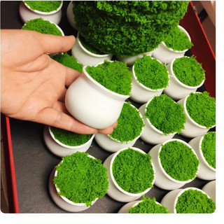 Chậu cây mini bằng nhựa cứng,chậu cắm hoa,chậu trồng hoa