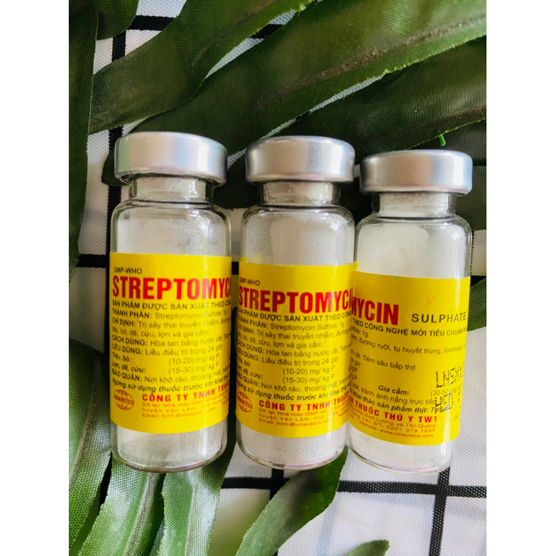 1 lọ Streptomycin đường ruột tụ huyết trùng viêm màng phổi