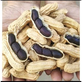 Hạt giống lạc đen , lạc giống , lạc đen tây bắc