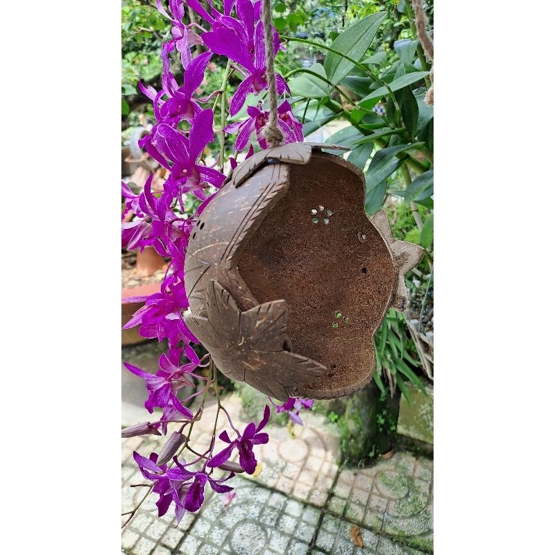 Tổ cho chim, sóc, chuột Hamster