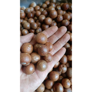 1kg hạt giống cây mắc ca