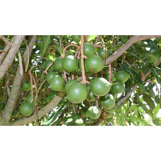 1kg hạt giống cây mắc ca