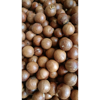 1kg hạt giống cây mắc ca
