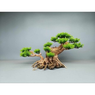 Cây gỗ Lũa Bonsai dáng "Nghiêng"[ có 2 loại tán: tùng giả và xương. phần rễ đá, dùng cho hồ thủy sinh]