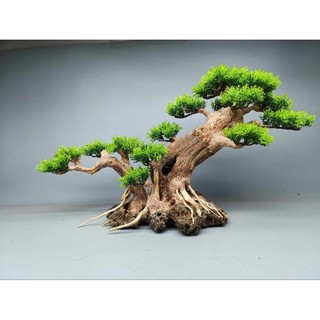 Cây gỗ Lũa Bonsai dáng "Nghiêng"[ có 2 loại tán: tùng giả và xương. phần rễ đá, dùng cho hồ thủy sinh]