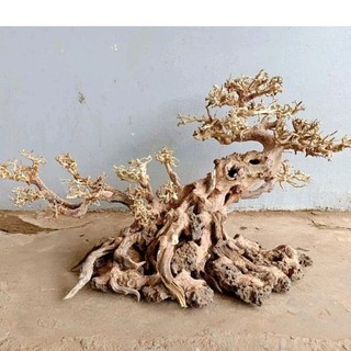 Cây gỗ Lũa Bonsai dáng "Nghiêng"