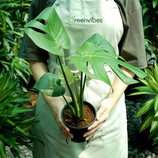 Cây trầu bà lá xẻ monstera deliciosa greenvibes kiểng lá để bàn cao 50cm hợp với mệnh mộc