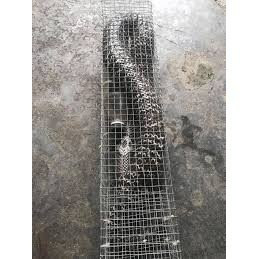 Lồng bẫy rắn 2 cửa vào dài 70 cm