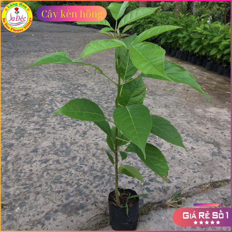 Cây Kèn Hồng trồng bầu C612 cây cao 45 cm tượng trưng cho sự ngọt ngào, lãng mạn và nên thơ đối với tình yêu đôi lứa.