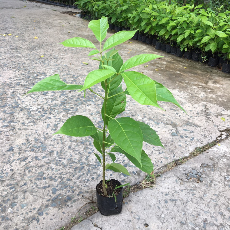 Cây Kèn Hồng trồng bầu C612 cây cao 45 cm tượng trưng cho sự ngọt ngào, lãng mạn và nên thơ đối với tình yêu đôi lứa.