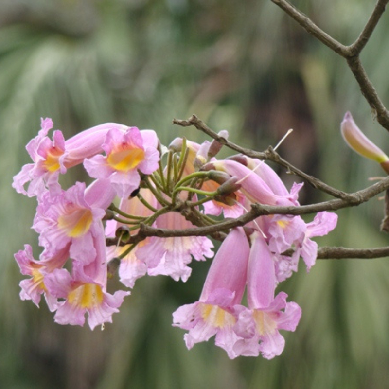 Cây Kèn Hồng trồng bầu C612 cây cao 45 cm tượng trưng cho sự ngọt ngào, lãng mạn và nên thơ đối với tình yêu đôi lứa.