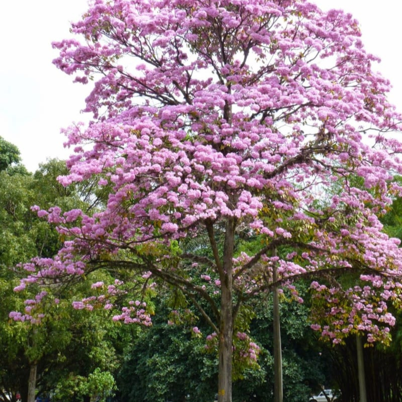 Cây Kèn Hồng trồng bầu C612 cây cao 45 cm tượng trưng cho sự ngọt ngào, lãng mạn và nên thơ đối với tình yêu đôi lứa.