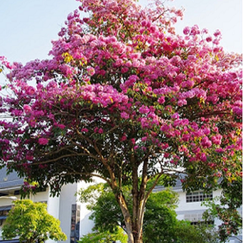 Cây Kèn Hồng trồng bầu C612 cây cao 45 cm tượng trưng cho sự ngọt ngào, lãng mạn và nên thơ đối với tình yêu đôi lứa.