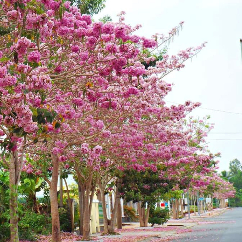 Cây Kèn Hồng trồng bầu C612 cây cao 45 cm tượng trưng cho sự ngọt ngào, lãng mạn và nên thơ đối với tình yêu đôi lứa.